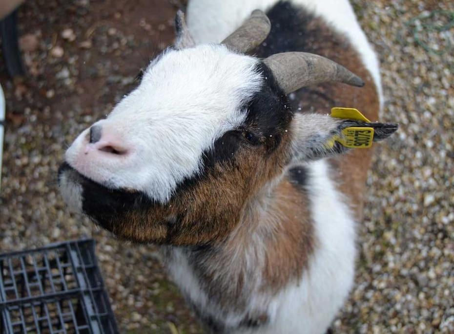 Gite Gretel De La Ferme Du Schneeberg Wangenbourg-Engenthal المظهر الخارجي الصورة