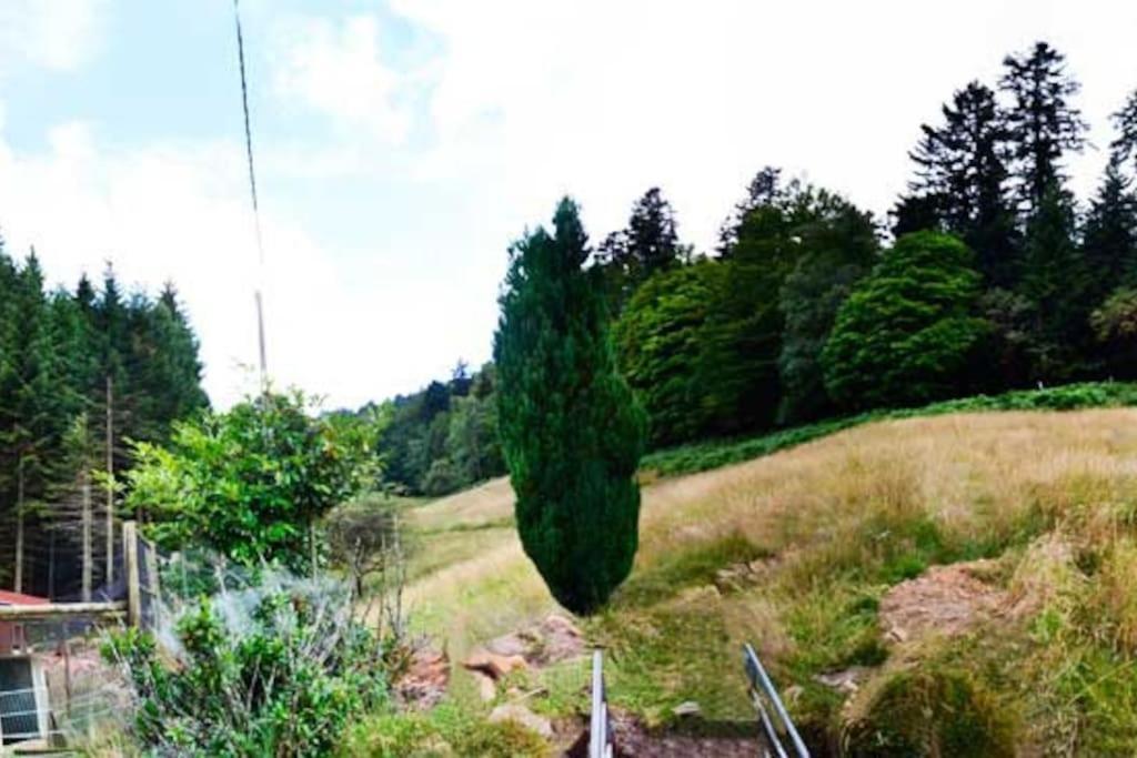 Gite Gretel De La Ferme Du Schneeberg Wangenbourg-Engenthal المظهر الخارجي الصورة