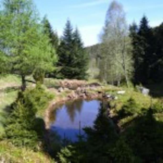 Gite Gretel De La Ferme Du Schneeberg Wangenbourg-Engenthal المظهر الخارجي الصورة